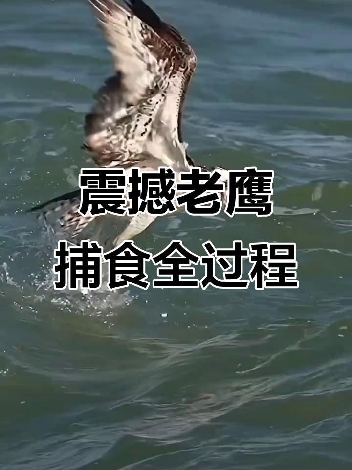 老鹰猛扑水面,成功捕捉大鱼!