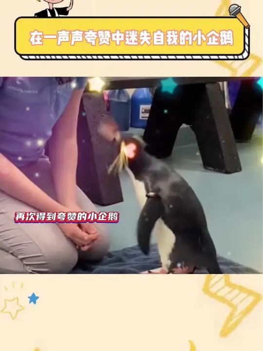 原来企鹅也需要鼓励式教育