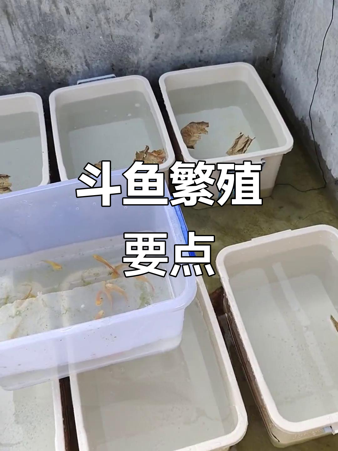 斗鱼繁殖技巧大揭秘:如何挑选公母,水质管理全攻略