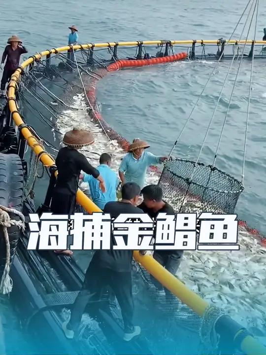 渔小夫工厂每一条金鲳鱼都是渔船在大海新鲜捕捞的,晒一条鱼从选材到制作成鱼干,每一环都严格按