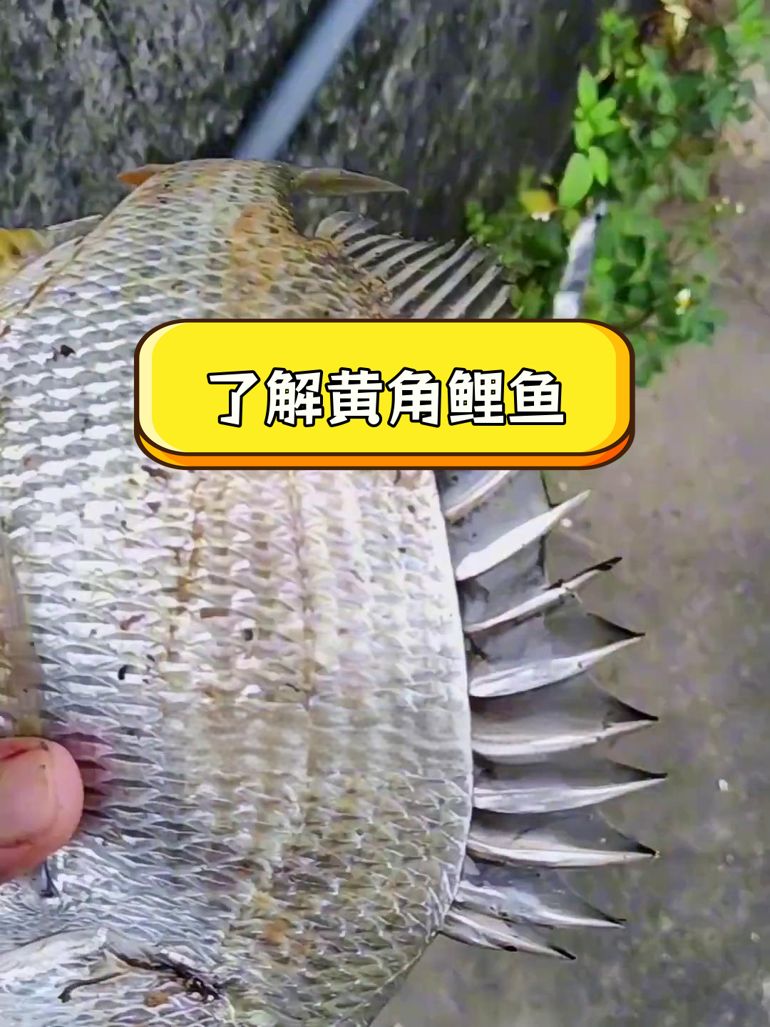 黄脚腊的生活习性揭秘,钓鱼技巧大公开