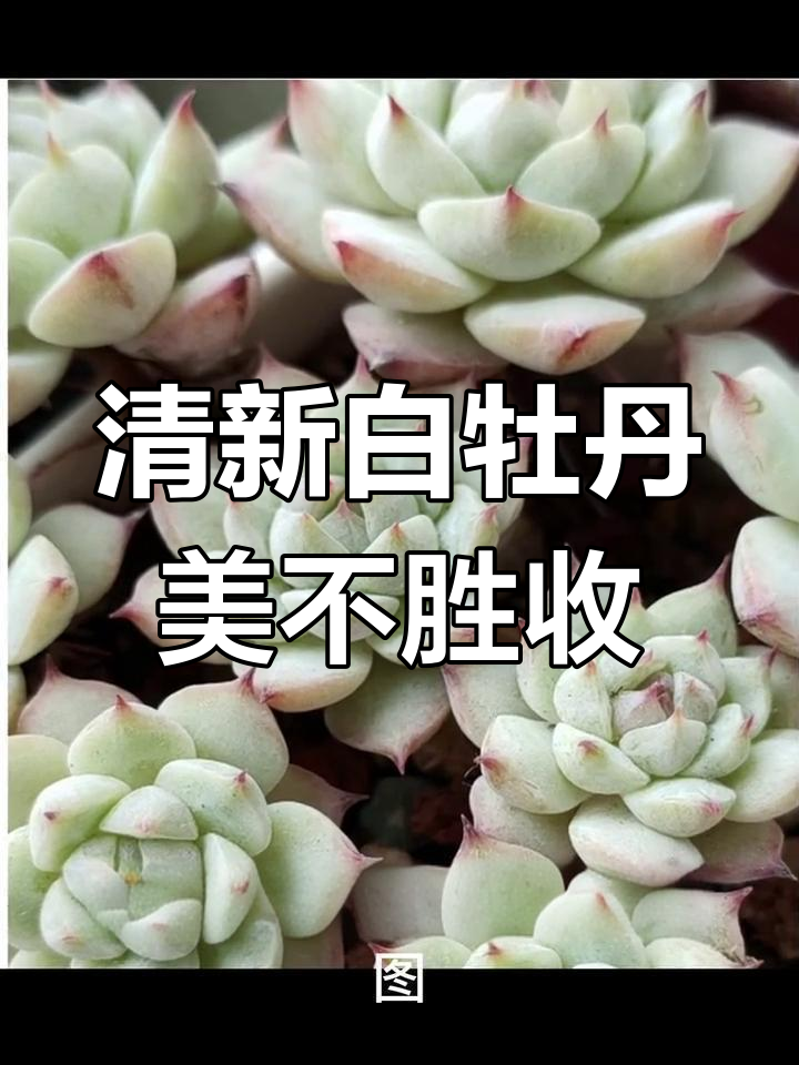 白牡丹多肉:优雅气质与美丽并存的完美结合