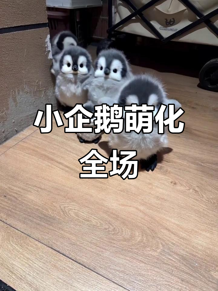 小企鹅家族全员出动,萌态十足吃饭时刻