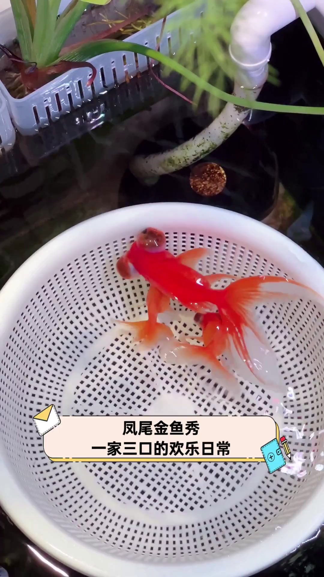 凤尾金鱼秀,一家三口的欢乐日常