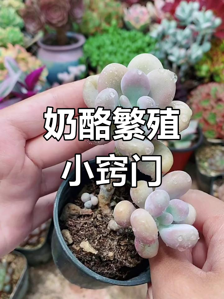 奶酪多肉繁殖技巧:叶插与砍头方法全解析