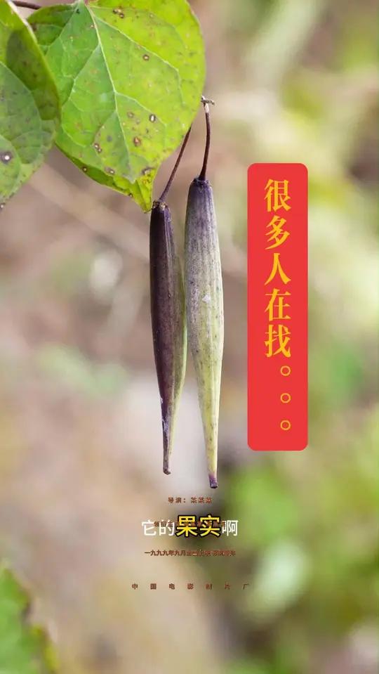 隔山撬,又叫隔山消,牛皮消,男同胞们都喜欢吃