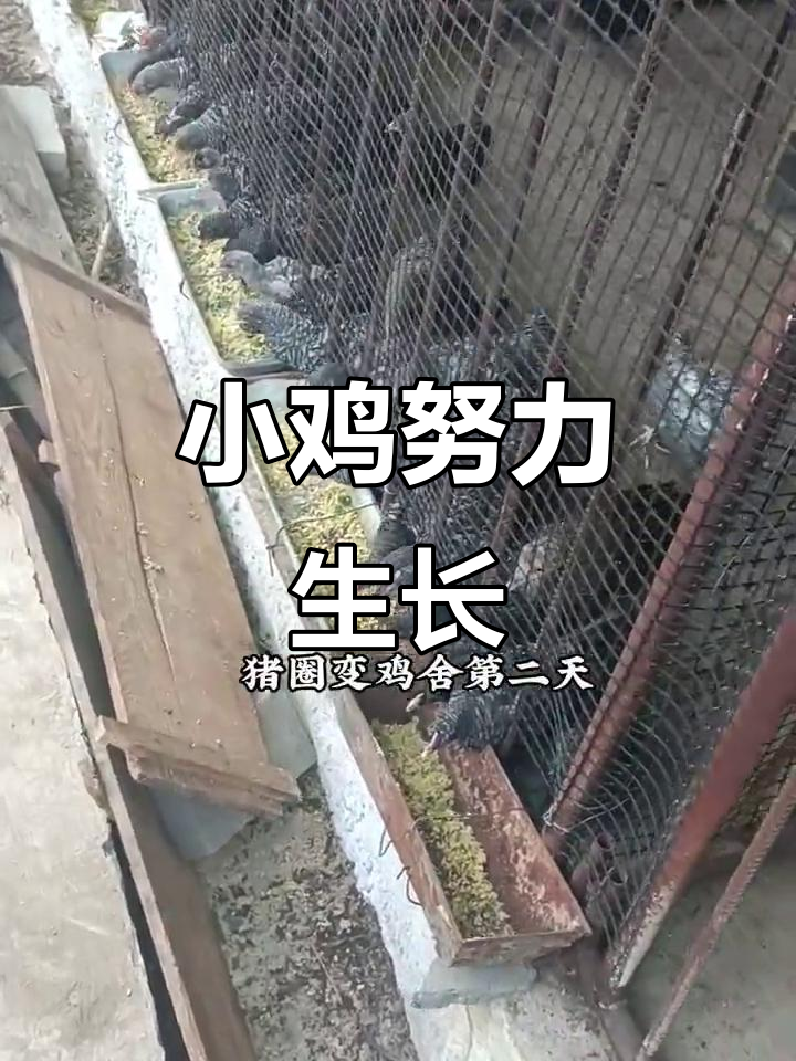 小鸡们适应新环境,抢食吃菜超可爱