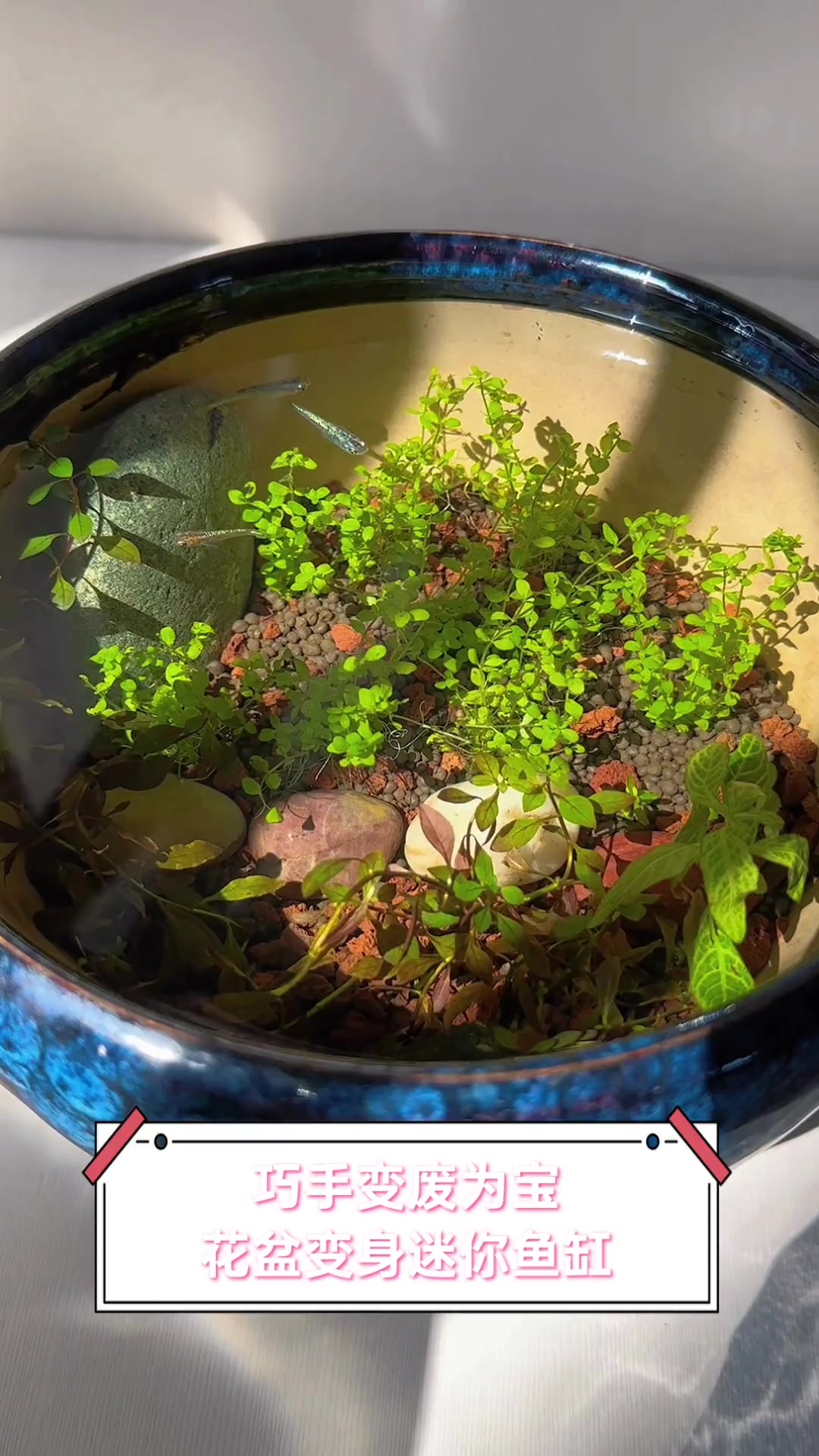 巧手变废为宝,花盆变身迷你鱼缸