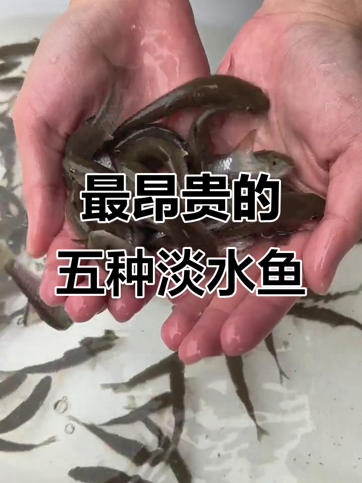 淡水鱼市场最名贵五大品种，价格与养殖成本揭秘