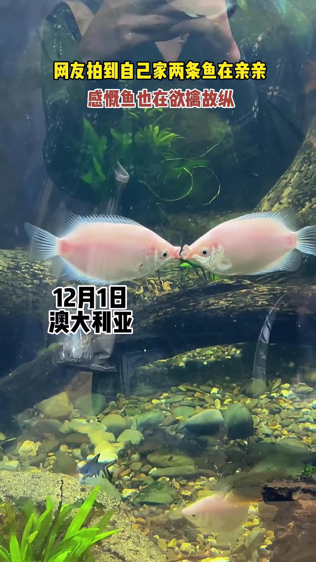 网友拍到自己家两条鱼在亲亲感慨鱼也玩欲擒故纵