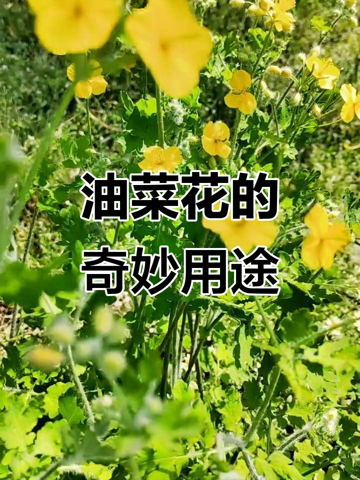 油菜花全身是宝，油食用、叶药用，多种功效令人惊叹