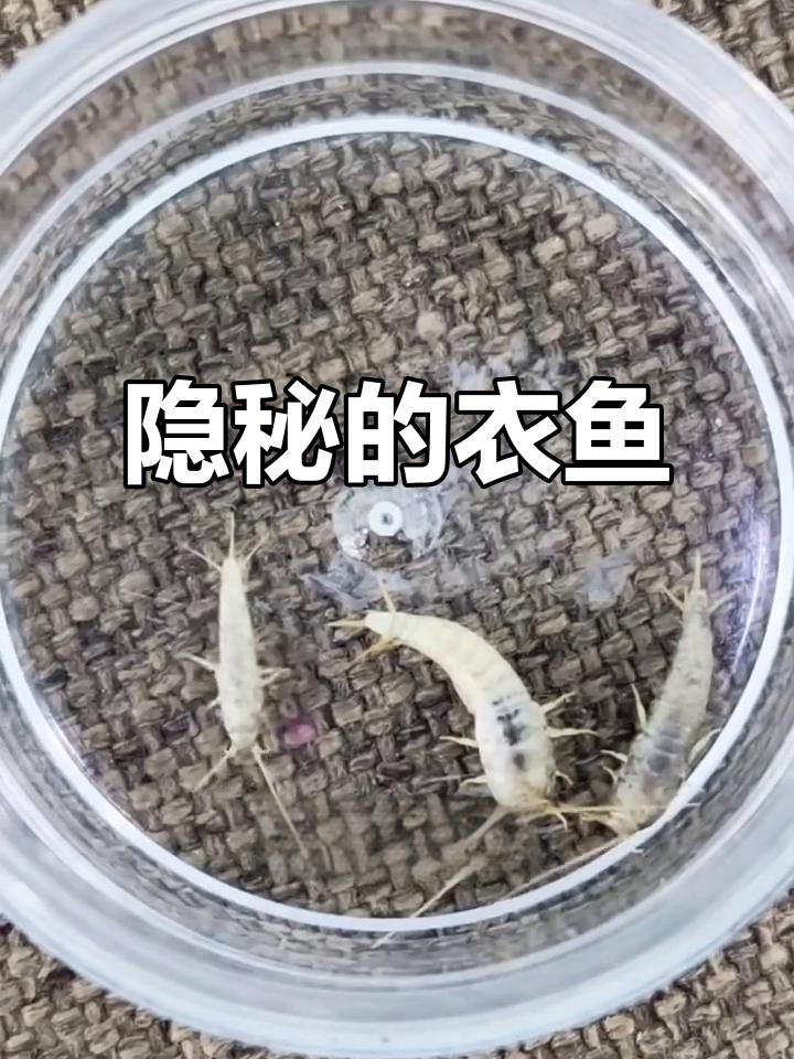 衣鱼，银灰色的隐蔽小虫，喜食书籍与衣物