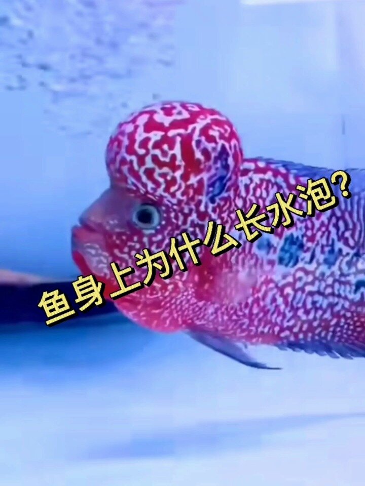 鱼身上为什么长水泡?