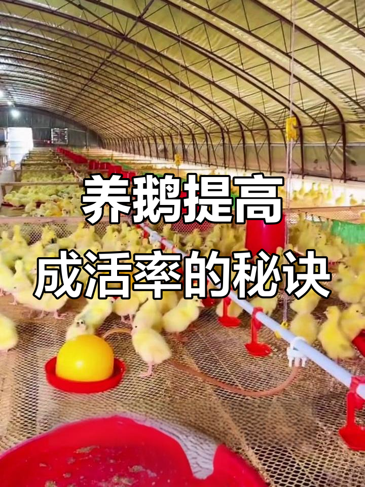 提升养鹅成活率的关键技巧,掌握这些方法让你轻松达到九五成