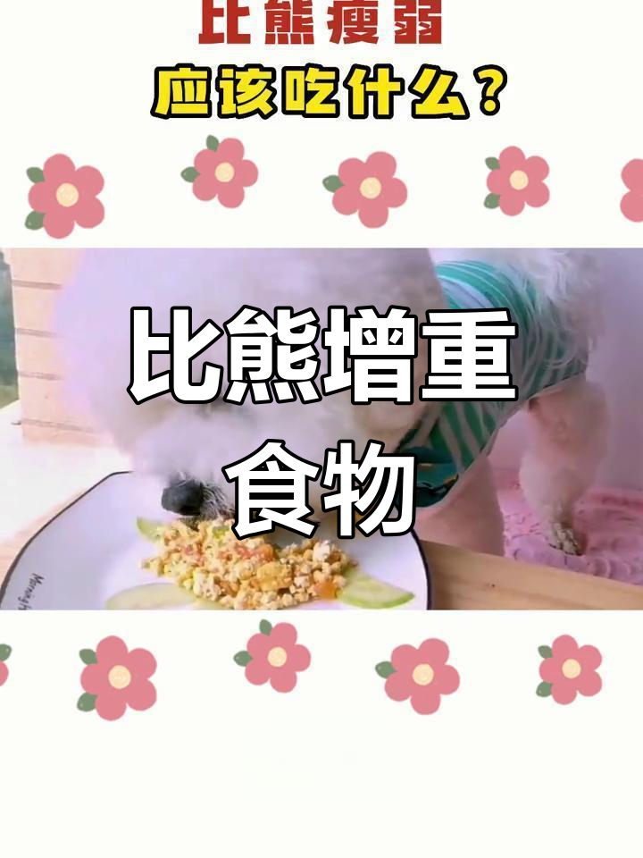 比熊增肌食谱推荐,补充营养助长体重