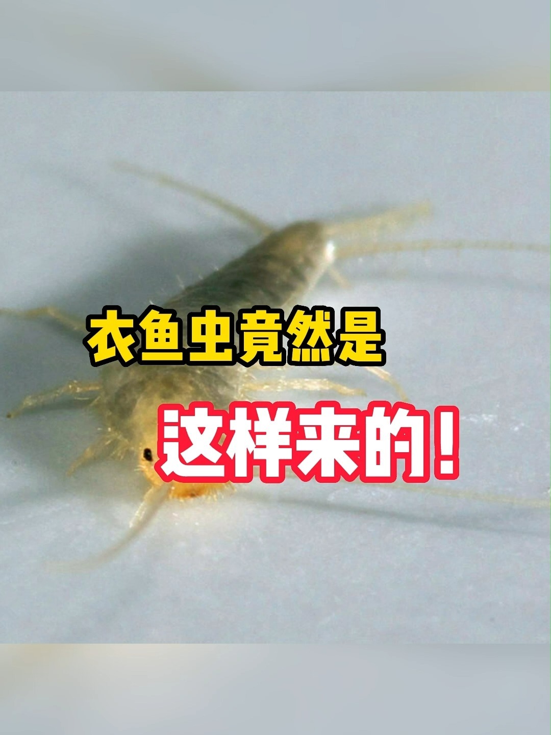 你了解衣鱼虫吗?如何灭杀衣鱼虫?