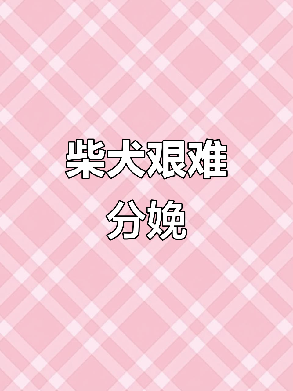 柴犬生育现场,疼痛难忍的挣扎瞬间