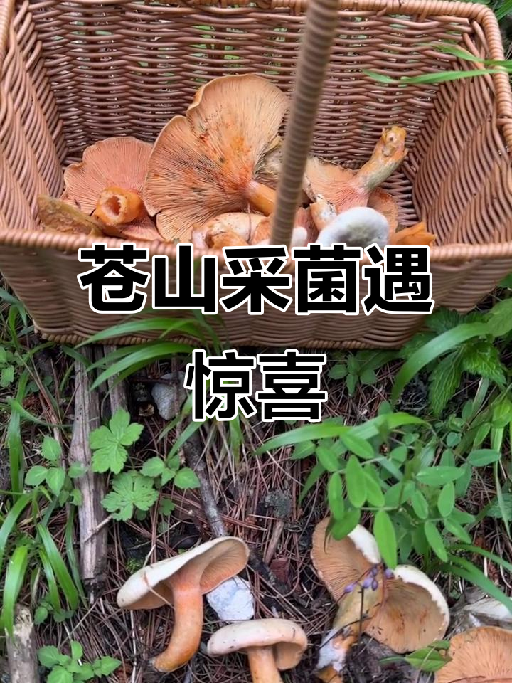 苍山捡蘑菇,意外发现小鱼和神秘彩蛋