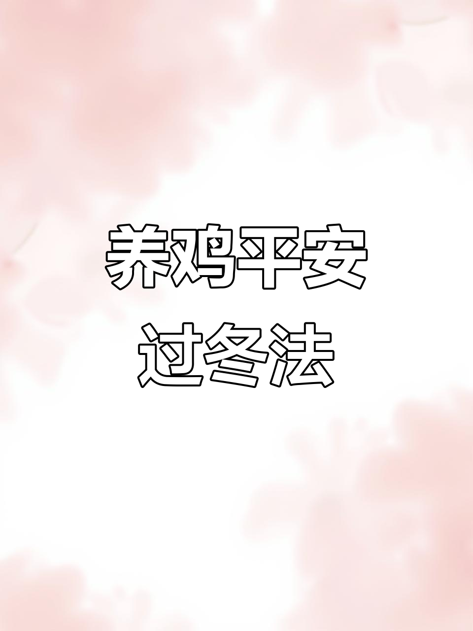 散养鸡过冬小妙招,生姜大蒜红糖麦麸巧搭配