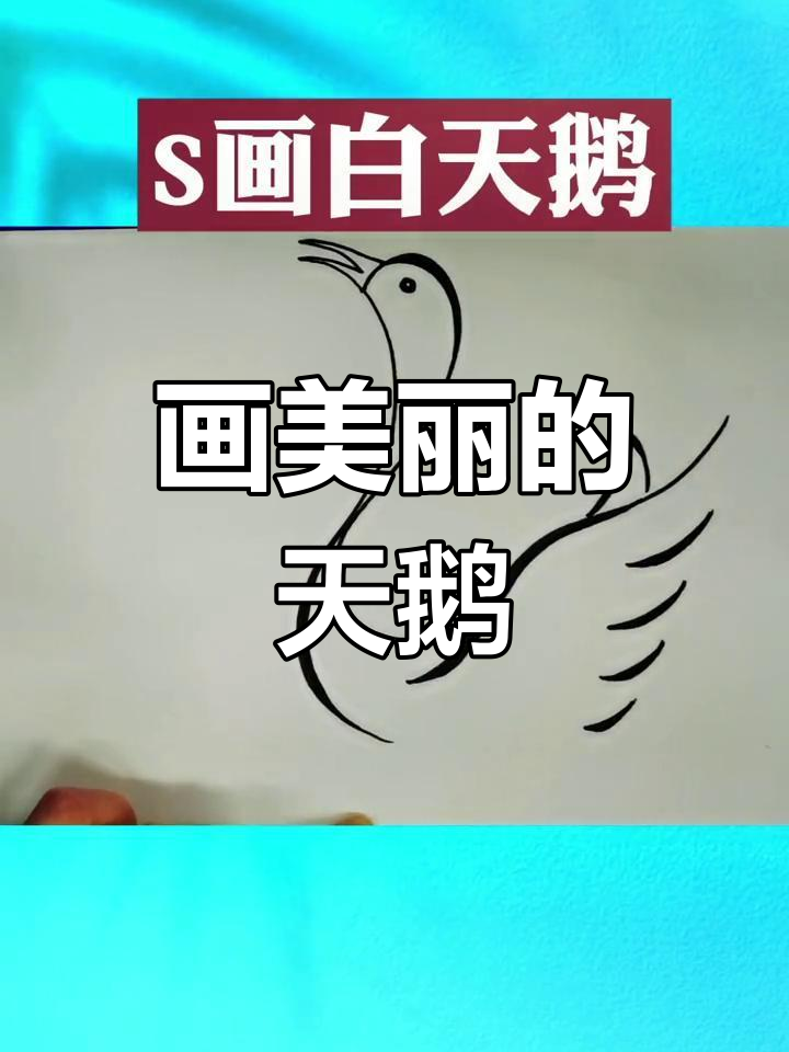 简笔画教程:白天鹅的美丽变身
