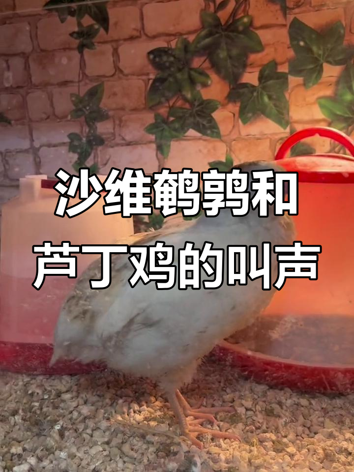 沙维鹌鹑与芦丁鸡叫声大不同,快来听听!