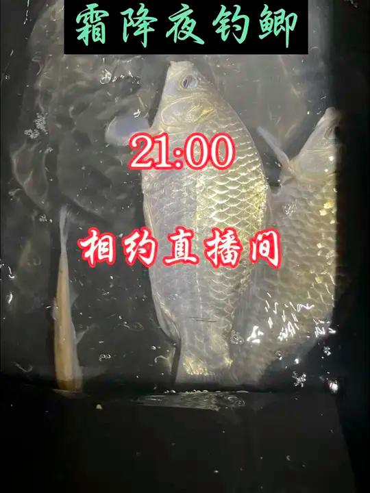 霜降夜钓鲫鱼
