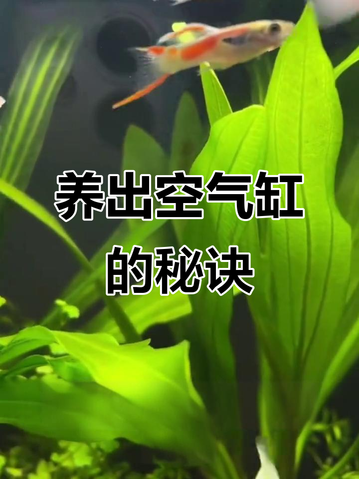 鱼缸水越换越浑浊？教你一招解决水质问题
