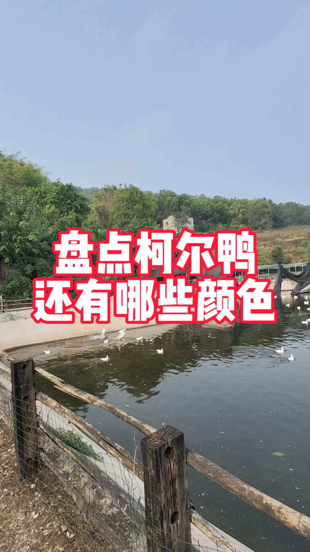 盘点柯尔鸭还有哪些漂亮的颜色