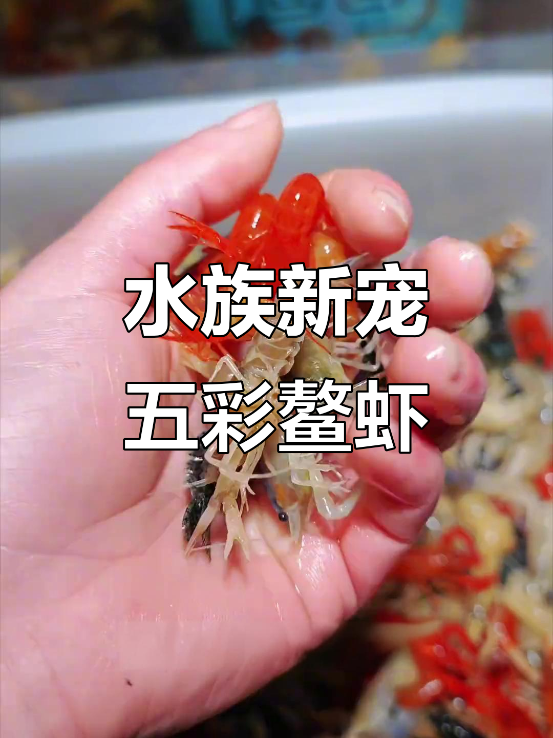 这款五彩鳌虾,不仅美观还能帮忙清洁鱼缸!