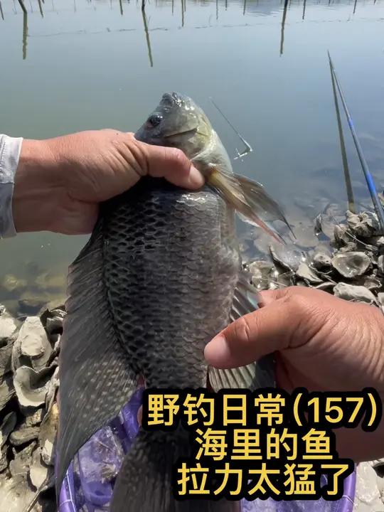 两种饵料搭配简单,咸水钓海鱼全是大黑漂,拉力比淡水鱼强太多了 上热门 户外 钓鱼王 爆护饵