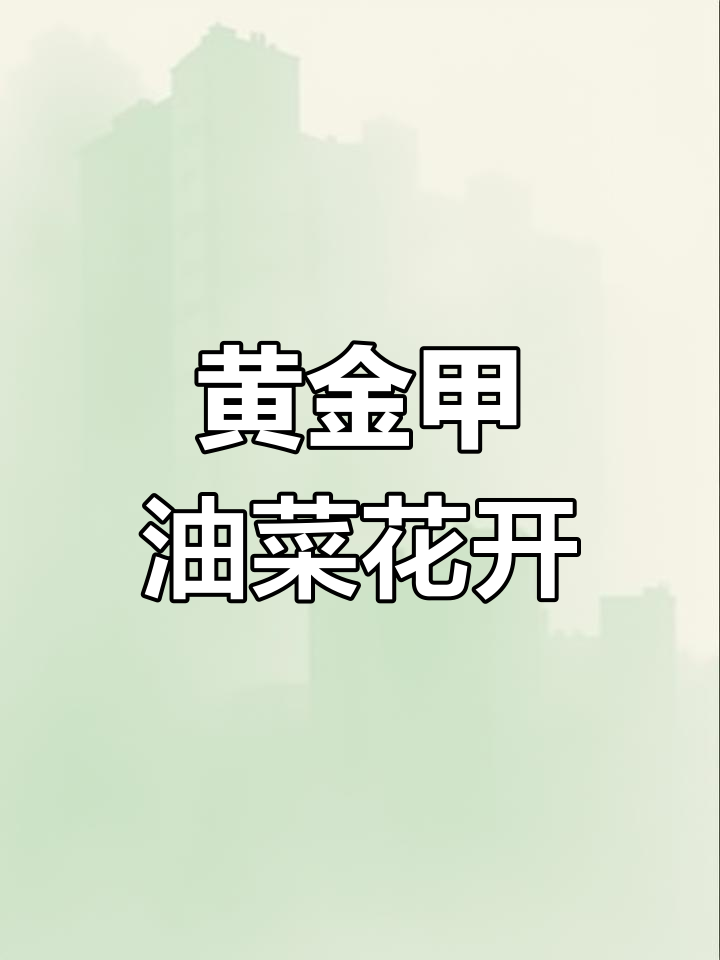 油菜花盛开,春日美景尽收眼底
