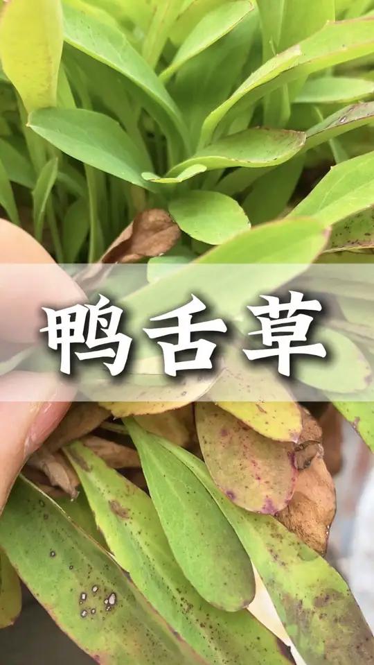 像鸭舌头的青草你见过吗