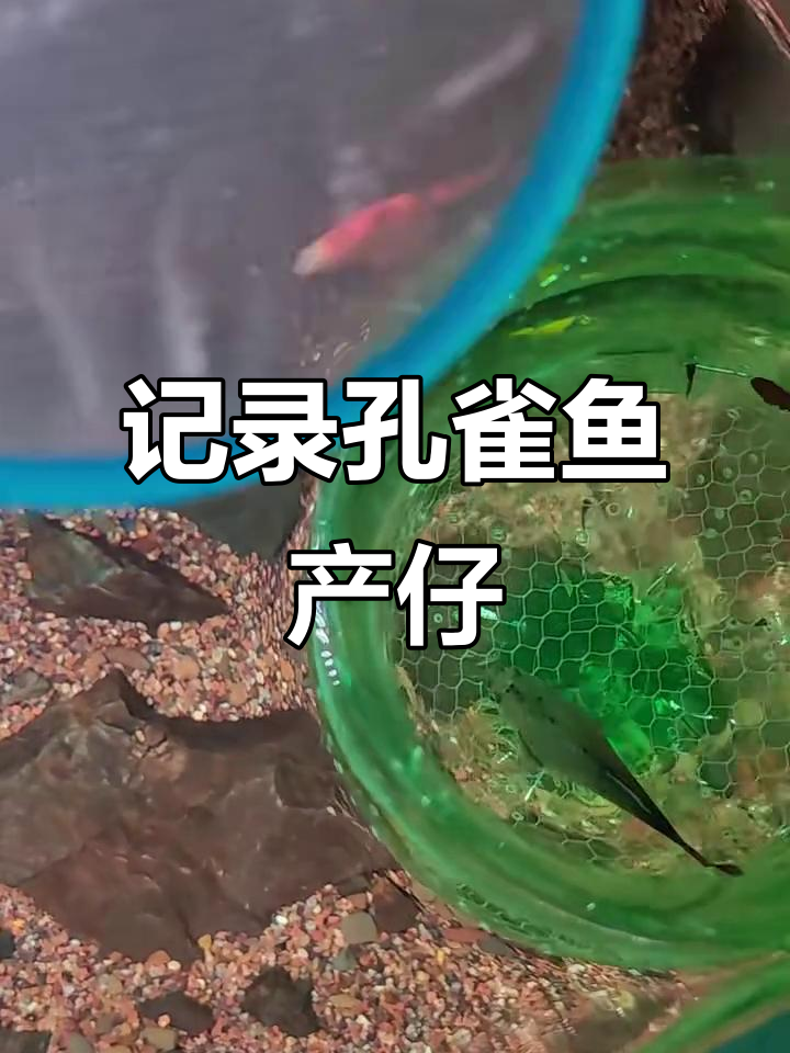 孔雀鱼生小鱼全过程,三到五小时一窝百余条