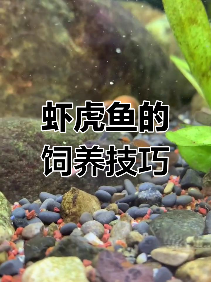 虾虎鱼养殖全攻略:如何喂食与繁殖
