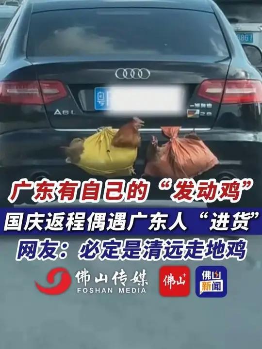 广东有自己的“发动鸡”,国庆返程偶遇广东人“进货” 网友:必定是清远走地鸡。(编辑:甘乐;