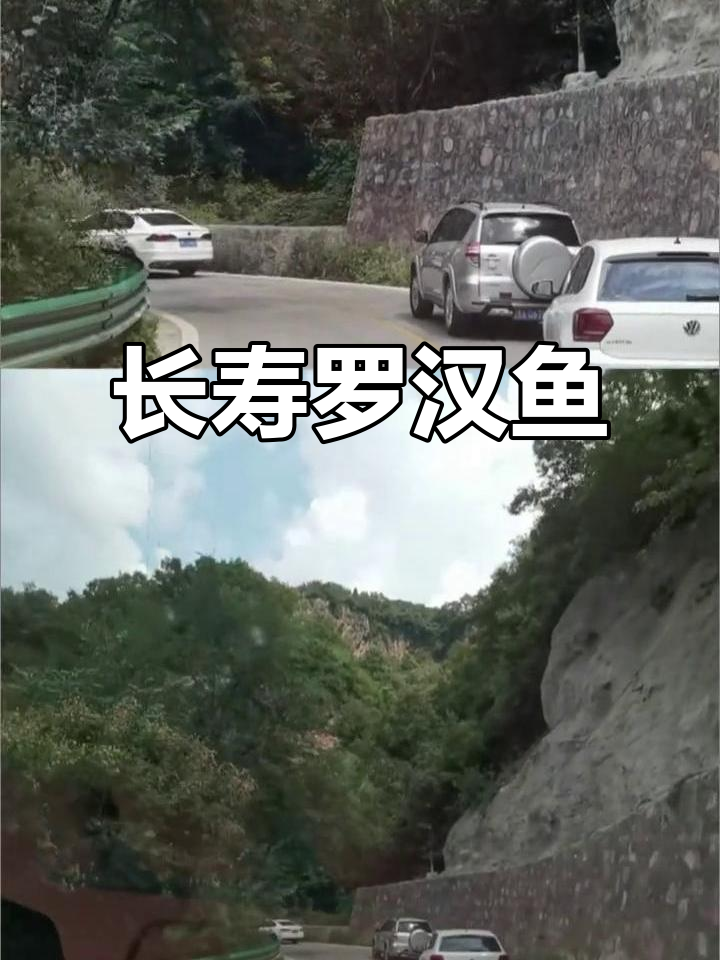 寿星罗汉鱼:神秘长寿的象征