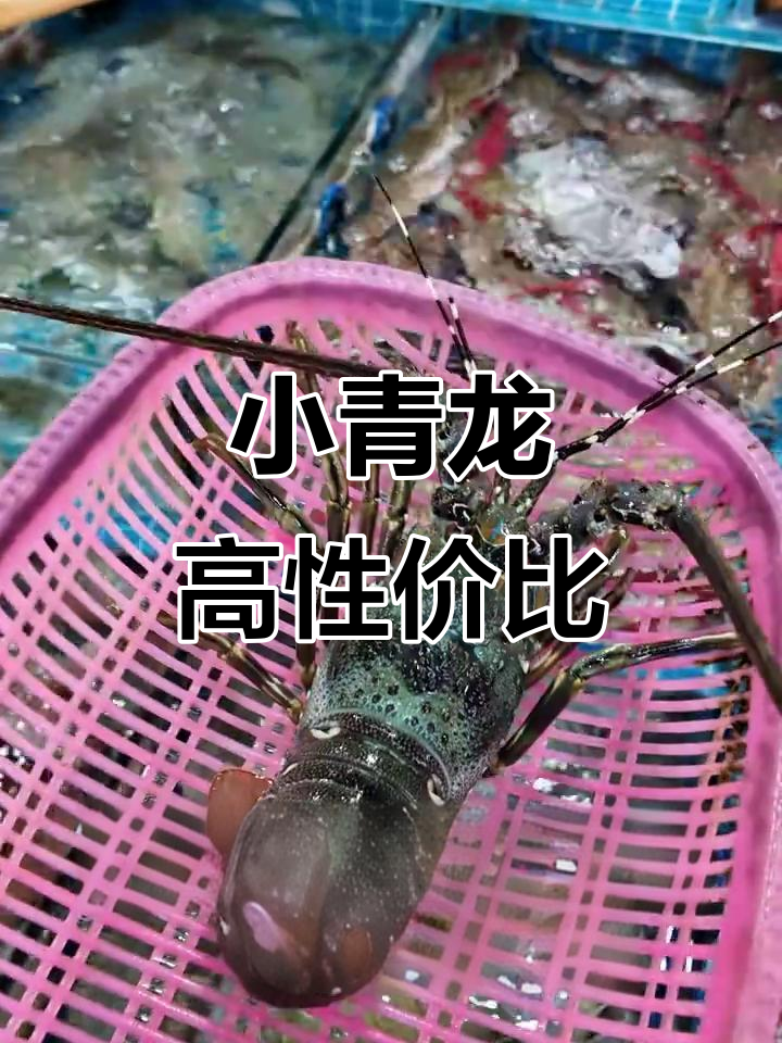 性价比超高的龙虾,小青龙比澳龙更实惠