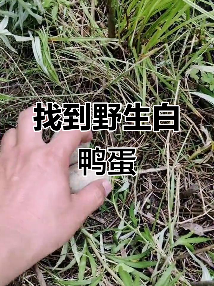 发现一窝白色野鸭蛋,周围环境超美