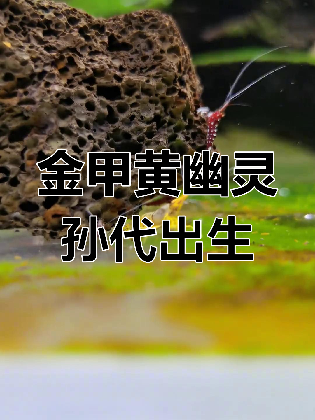 黄金甲幽灵虾的孙子辈诞生,竟然有五只!