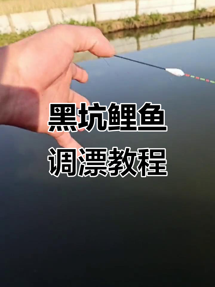 黑坑鲤鱼调漂技巧,掌握这些步骤轻松钓获