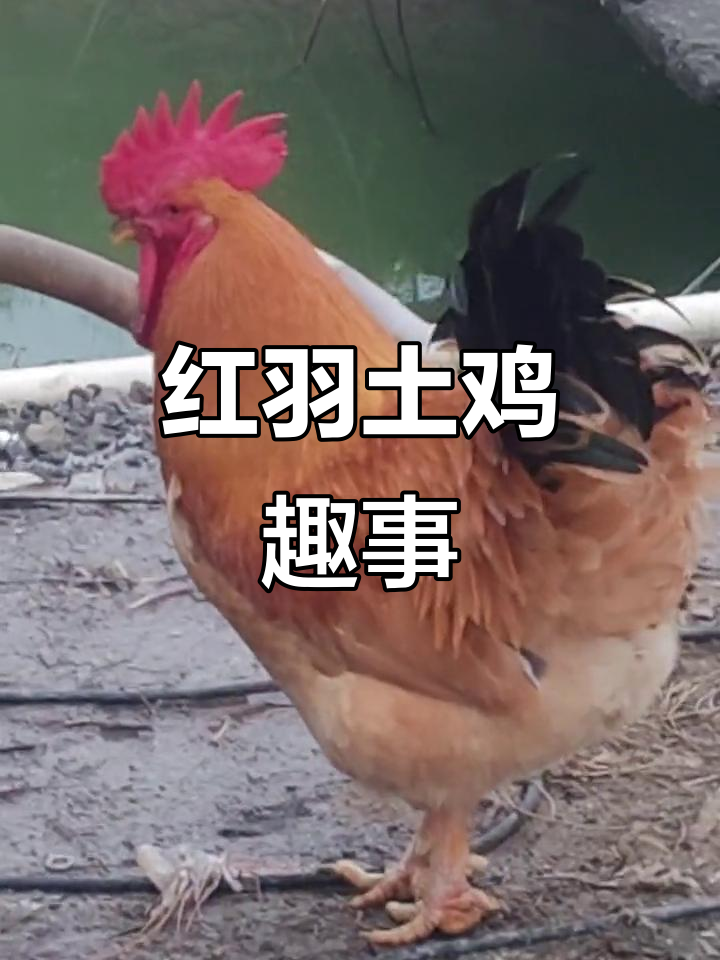 农村散养大公鸡,红毛亮眼惹人爱