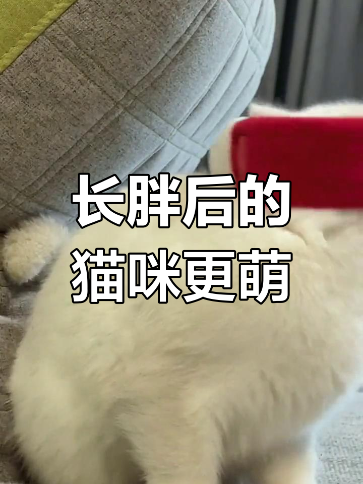 猫咪长胖后戴围巾变萌,像小黄人一样可爱