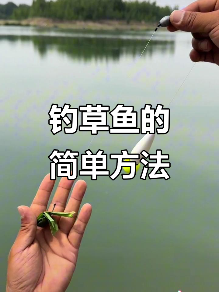 钓草鱼技巧大揭秘，芦苇打窝诱饵法轻松上钩