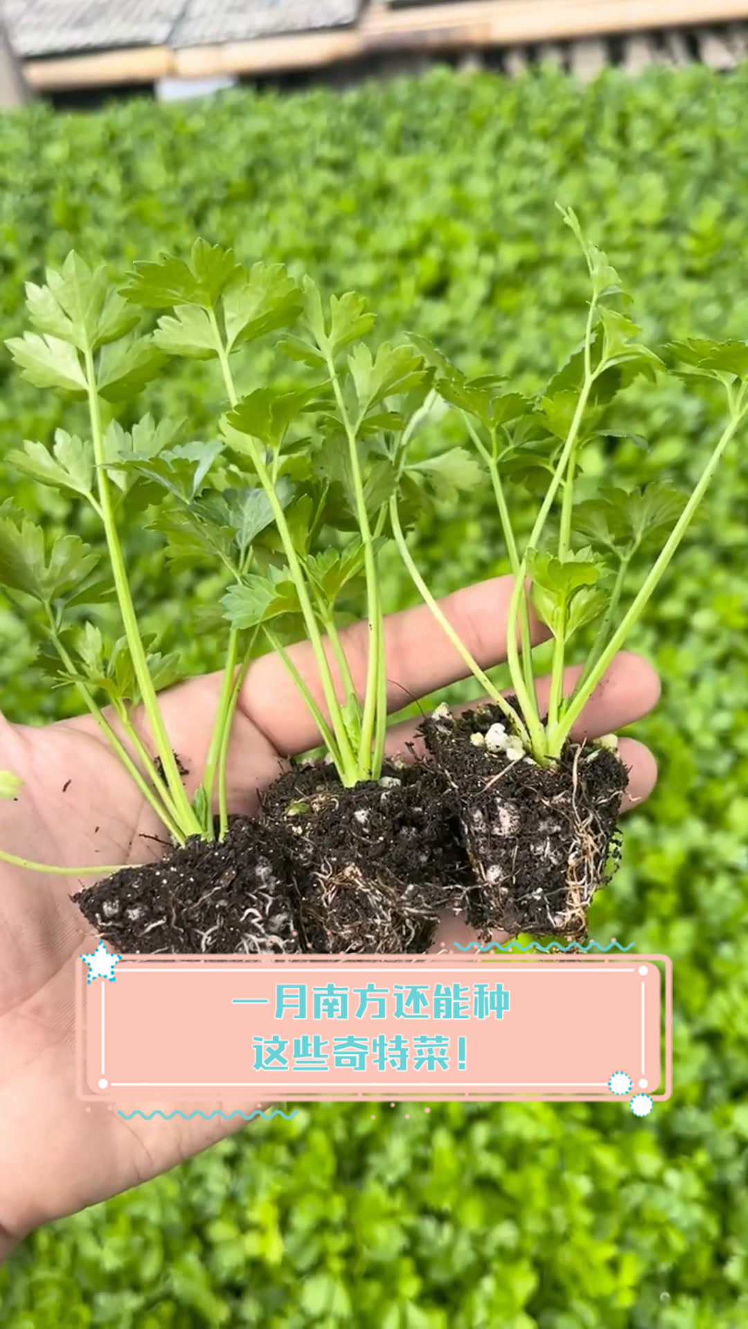 一月南方还能种这些奇特菜!
