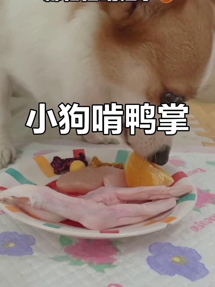 柯基妹妹吃播:鸭掌与田鸡的诱惑