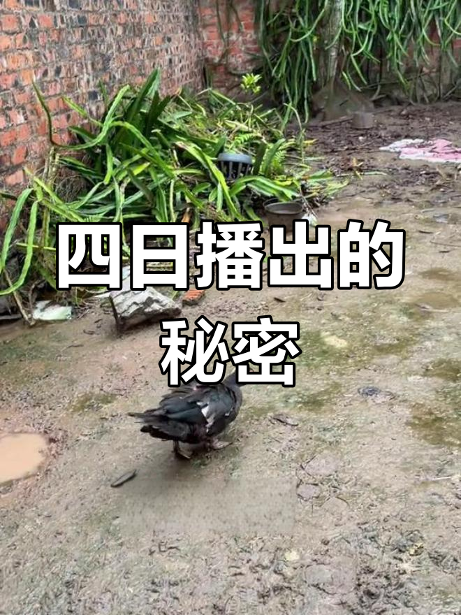 洋鸭的独特生活