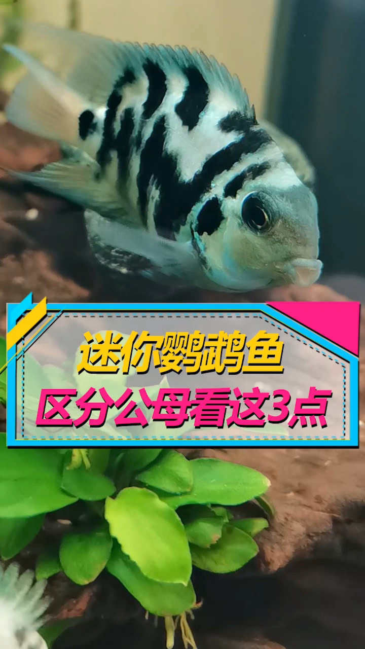 不会区分迷你鹦鹉鱼公母?一般看这三点