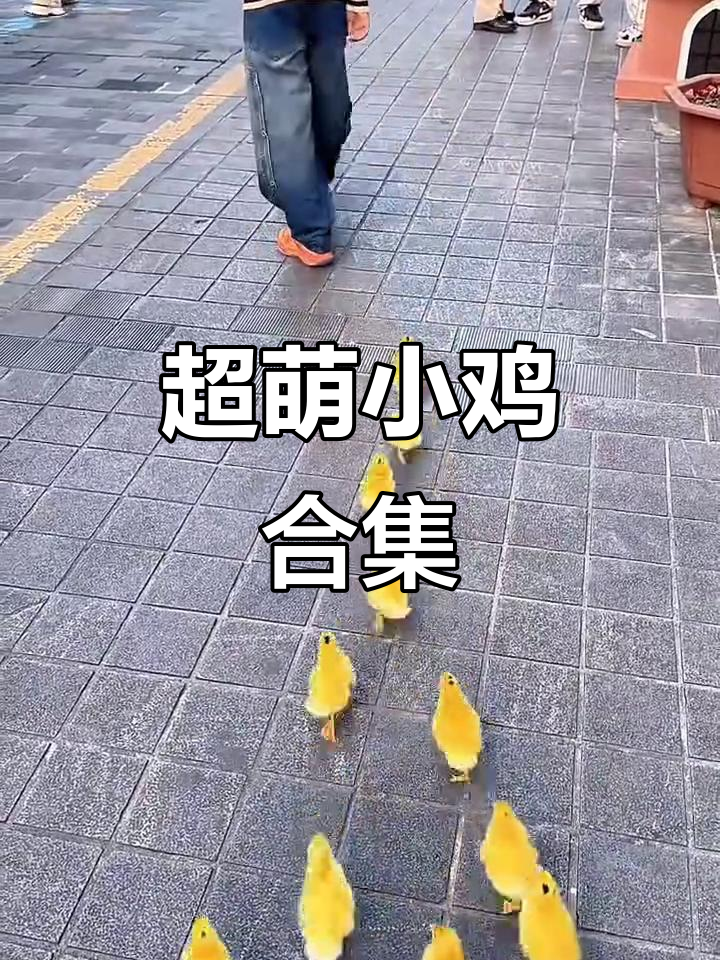 可爱小鸡娃大集合,路人都停不下来拍视频