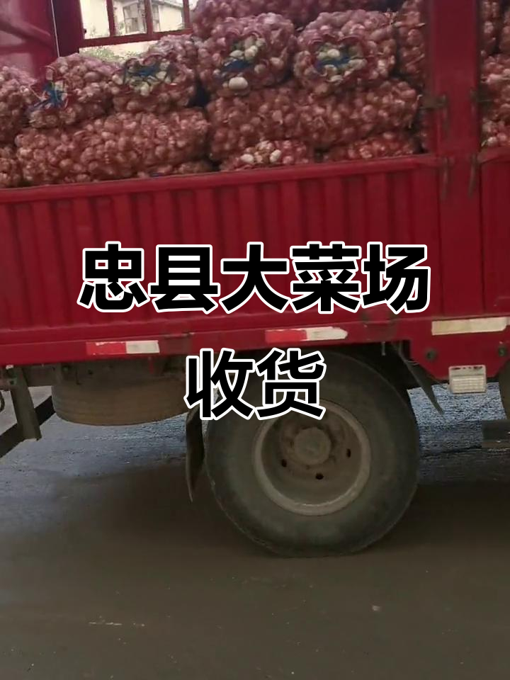 忠县东莞大菜市场8月9日收获量曝光,70瓜左右
