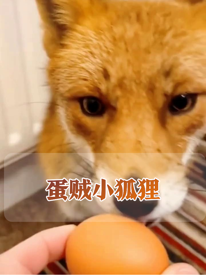 狐狸闯进人类家偷鸡蛋,研究半天暖气片后叼蛋就跑